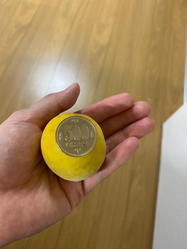 紀州・和歌山産 ”南高梅 完熟” 秀品 4L 約10kg【予約 6月以降