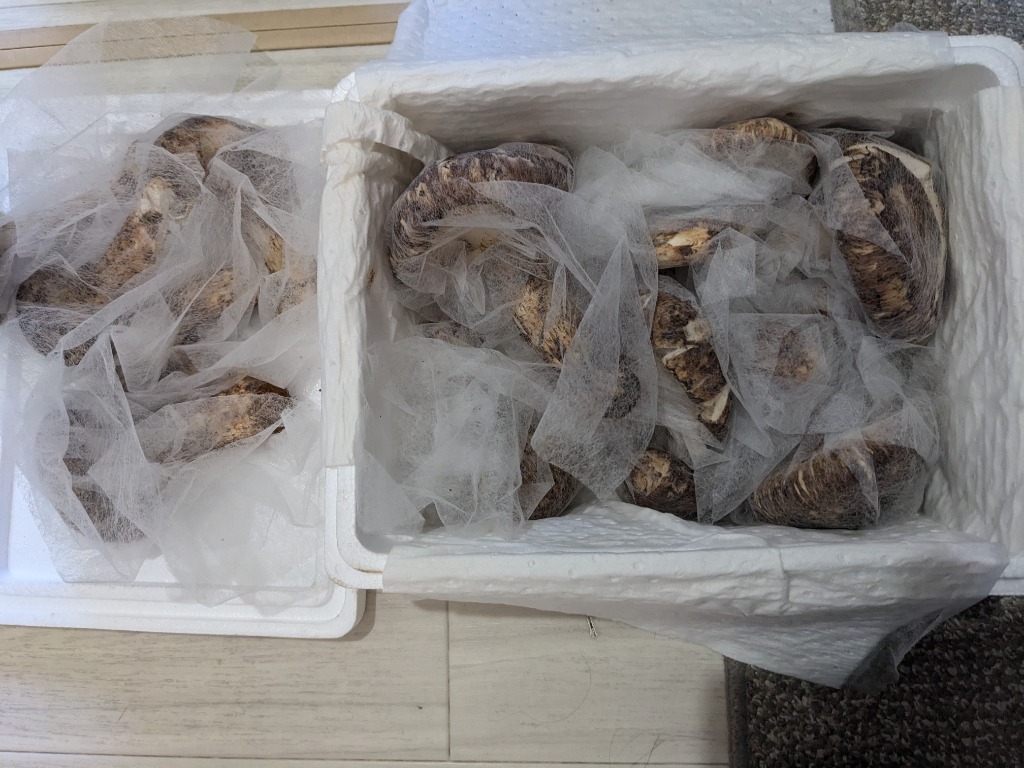 朝採れ 信州産 松茸 つぼみ 9/14収穫 228ｇ 7本入 本日入荷・松茸・中蕾 （信州産 松茸 つぼみ 9/10収穫 260g