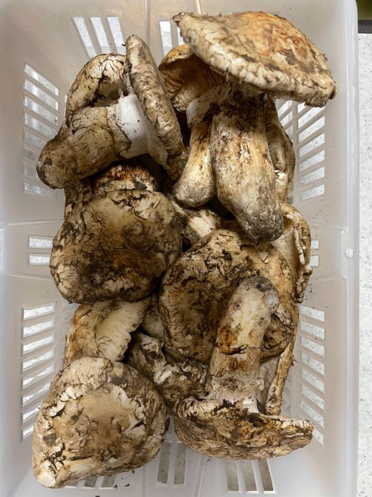松茸　フランボワーズ様用 カナダ・北米産 ”松茸” 約1kg 原体・ほんのちょっと訳あり 大き