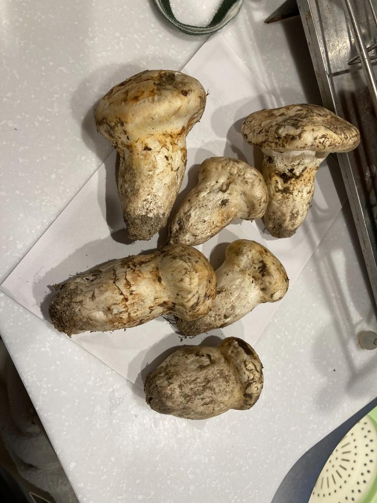 10/2 松茸　贈答用　ツボミ　太め　大きめ　155g カナダ・北米産 ”松茸” 約200g つぼみ〜中椀 大きさおまかせ