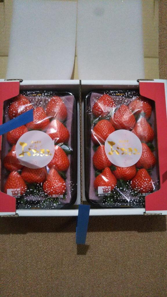 高知県 ”大妃美いちご(おおきみ)” 大粒2L/3L 8〜12粒前後 約 高知県 ”大妃美いちご(おおきみ)” 大粒2L/3L 8〜12粒前後 約
