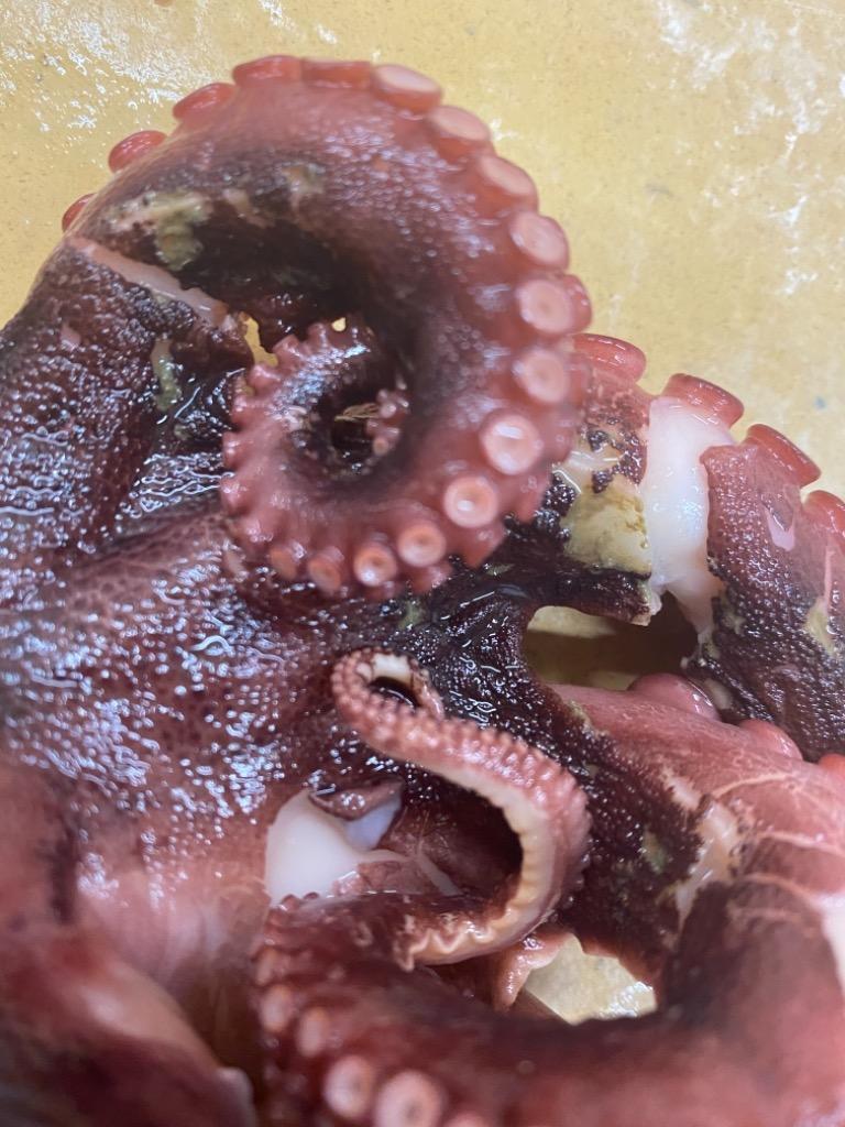 漁師の浜ゆでたこ1kg＞北海道 道産 乙部町 乙部町産 蛸 タコ