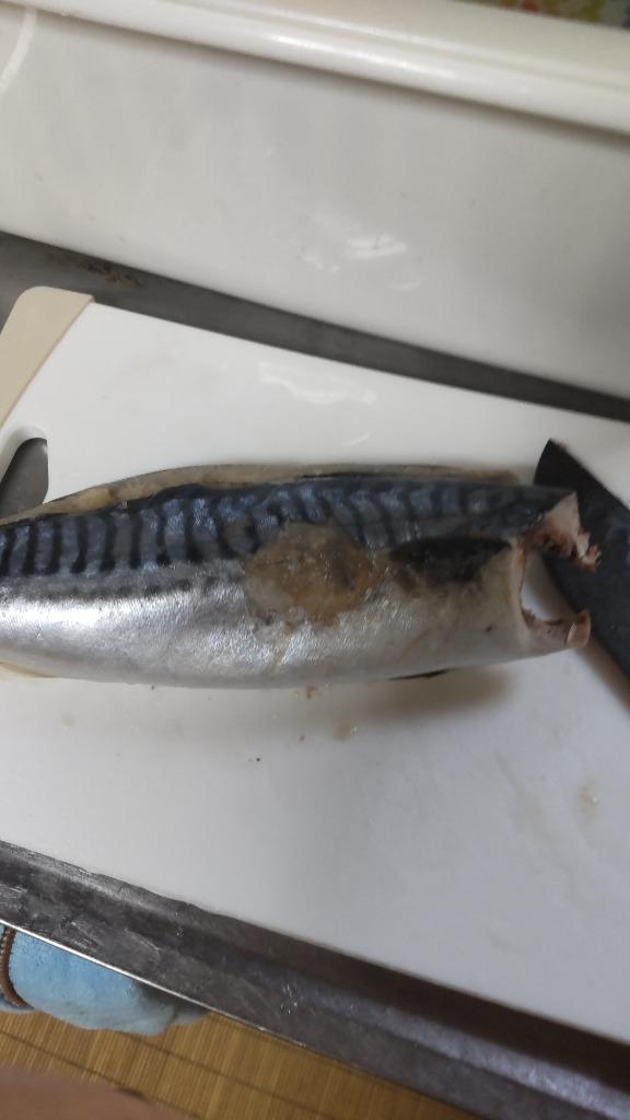 ノルウェー ”塩鯖開き” 訳あり 4〜5尾前後 約1.5〜2kg 背開き 塩