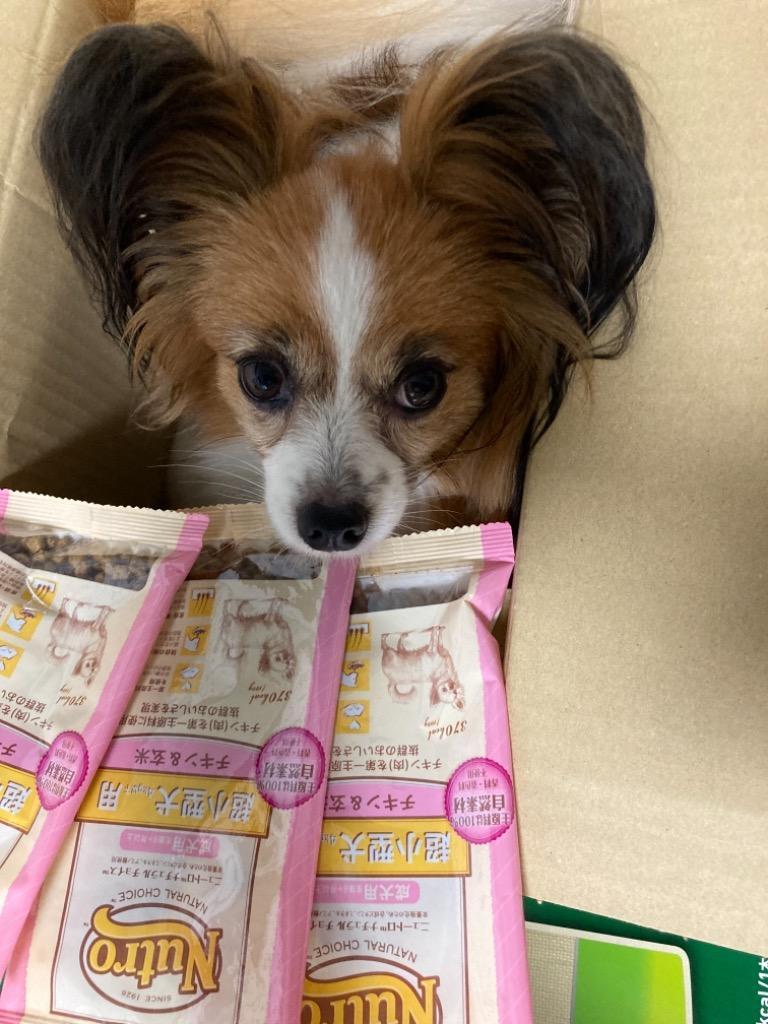 まとめ買い ニュートロ ジャパン nutro グリニーズ GREENIES プラス 犬