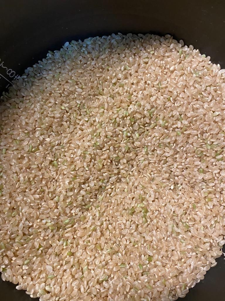 米 30kg お米 コシヒカリ 玄米食でも安心の選別済 令和5年産 玄米 白米 