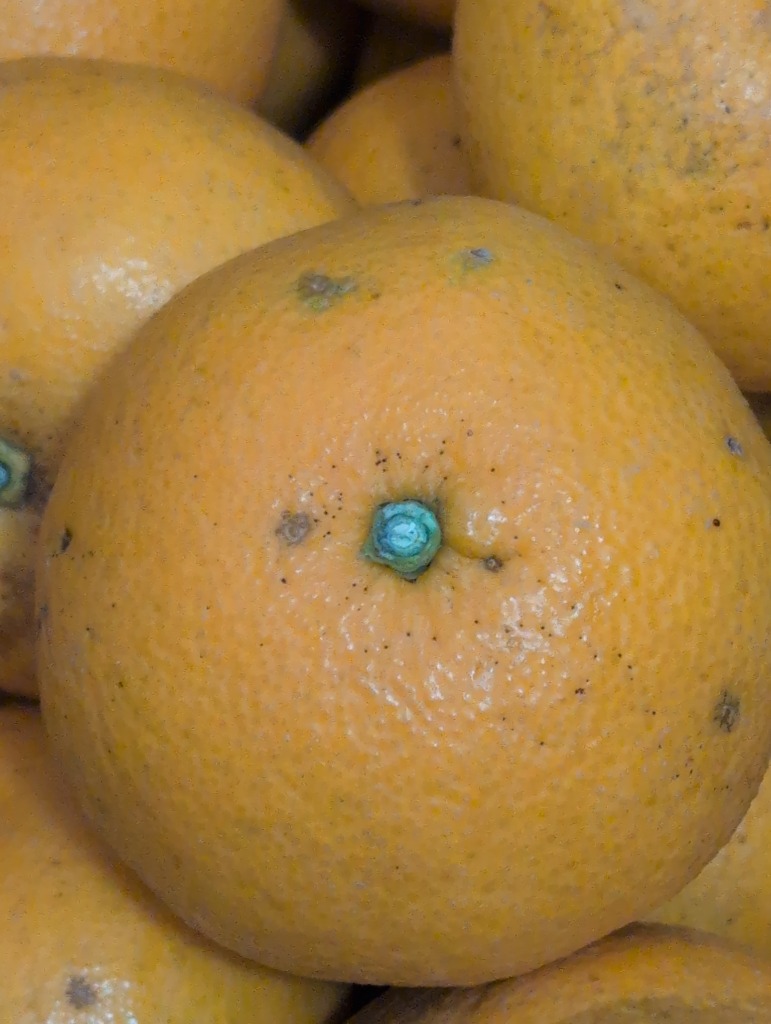 甘夏 8kg（箱込約8kg）和歌山県産 訳あり・ご家庭用 / あまなつ