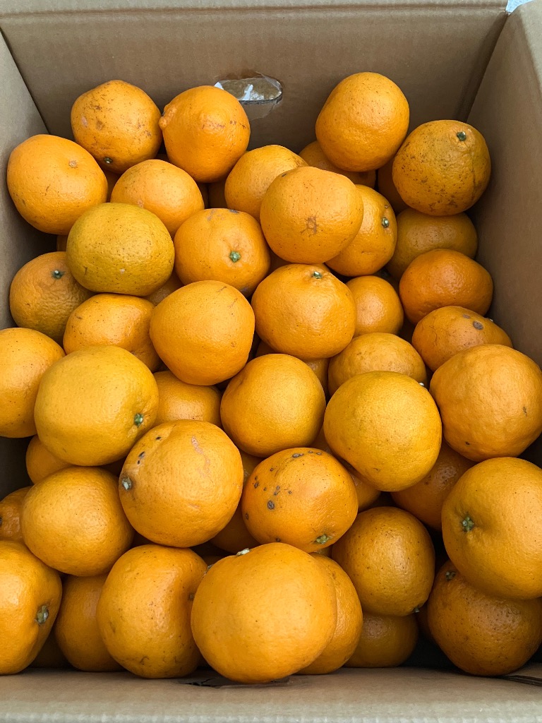 はるみ 小玉（Sサイズ以下）10kg（箱込約10kg）和歌山県産 訳