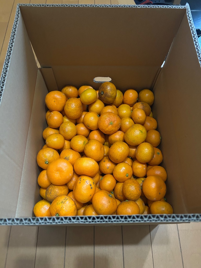 みかん 小玉（3S〜Sサイズ）10kg（箱込約10kg）和歌山県産 訳あり・ご