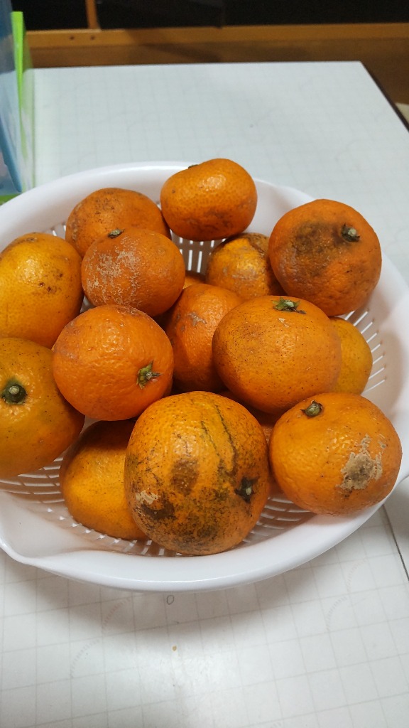 みかん 小玉（3S〜Sサイズ）5kg（箱込約5kg）和歌山県産 訳あり
