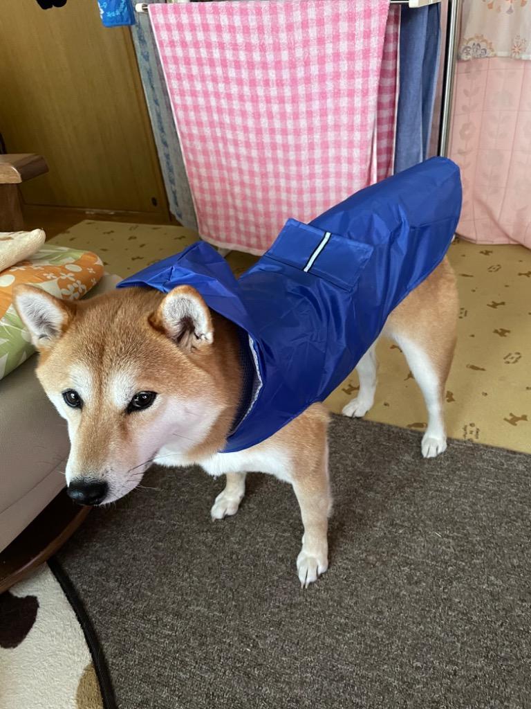 日本限定モデル 犬のレインコート ｌl 訳あり Www Anavara Com