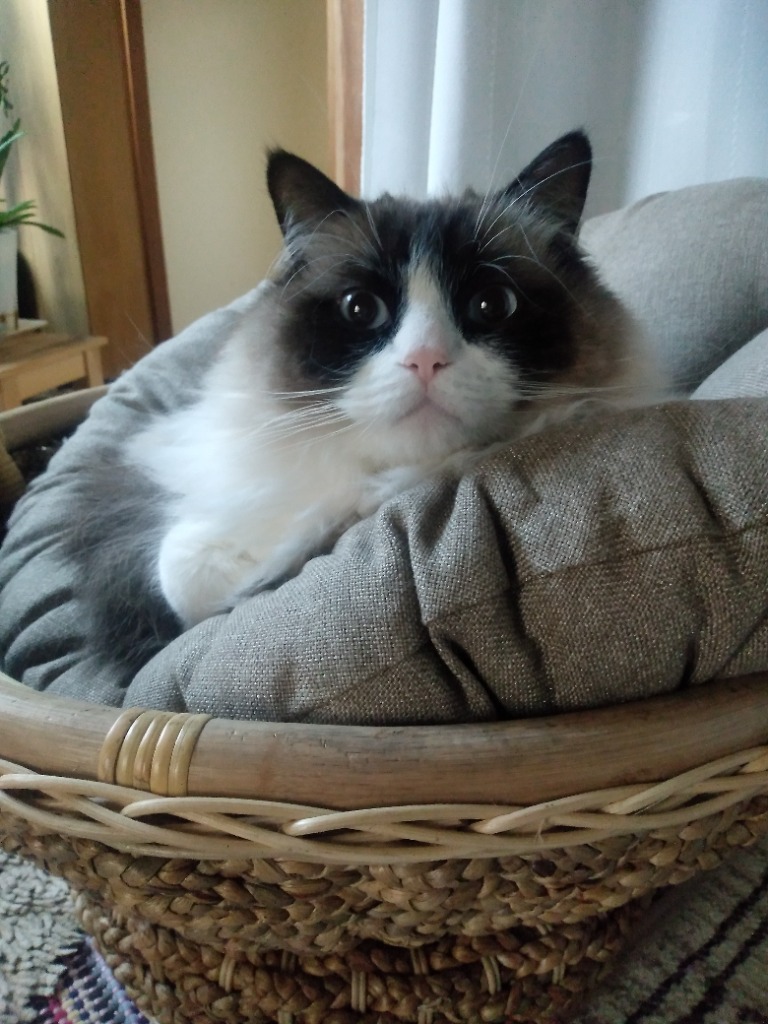ペットベッド おしゃれ 猫用 犬用 子供椅子 ミニ パパサンチェア ペットベッド おしゃれ 猫用 犬用 子供椅子 ミニ パパサンチェア