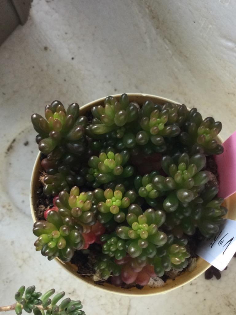 エケベリア・セダム hgcpdmiracle 多肉植物 セダム レッドベリー 6cmポット 観葉植物 インテリア