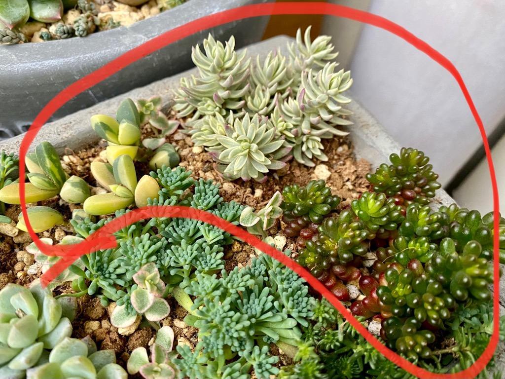 1ポット485円 セダム レッドベリー 6cmポット 1ポット485円 セダム レッドベリー 6cmポット 多肉植物 セダム レッド