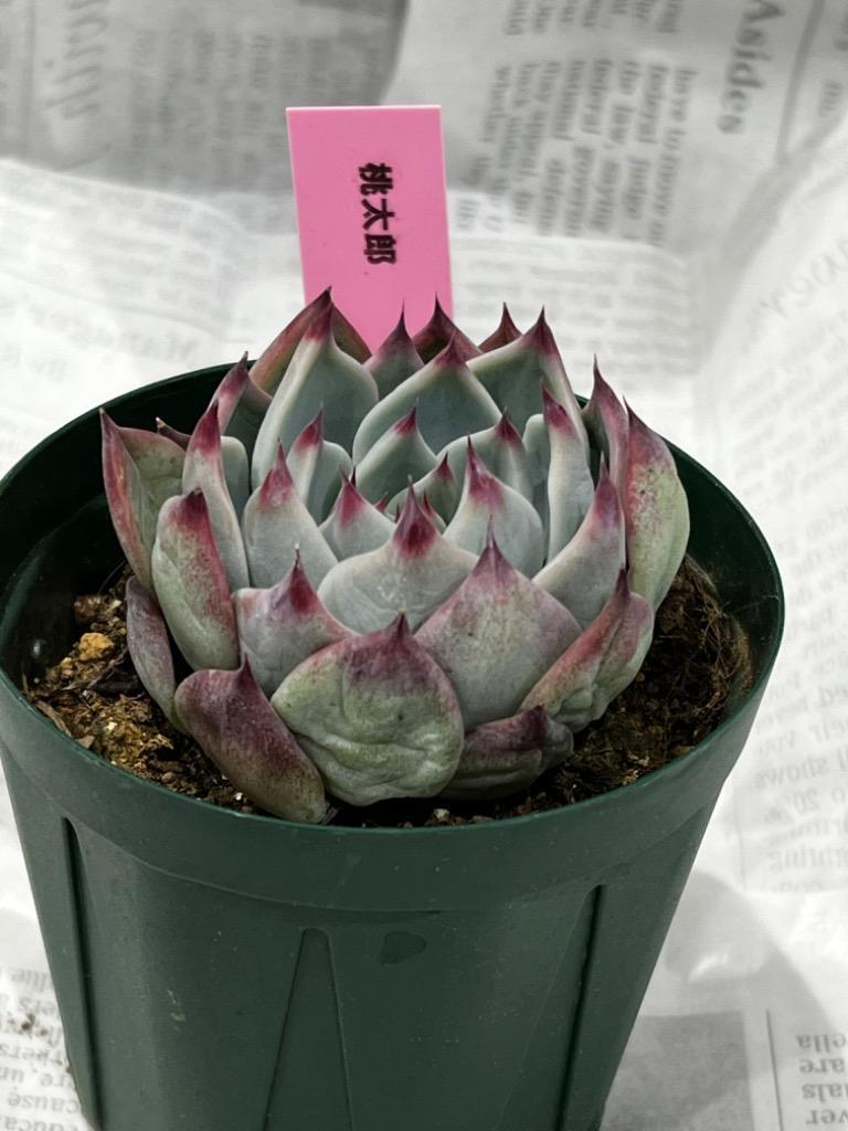 多肉植物 エケベリア 桃太郎 7.5cmポット 観葉植物 インテリア kas :l200904002:レイテストプランツ - 通販 -  Yahoo!ショッピング