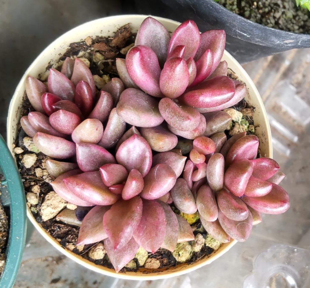 その他多肉植物 choco エケベリア ショコラ Echeveria 'Chocola'｜多肉植物図鑑