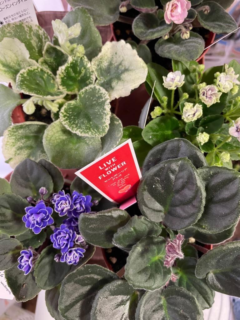 (専用)セントポーリア 11株セット 予約販売】 セントポーリア ネッシス クリンクルブルー 3号鉢 ミニ種