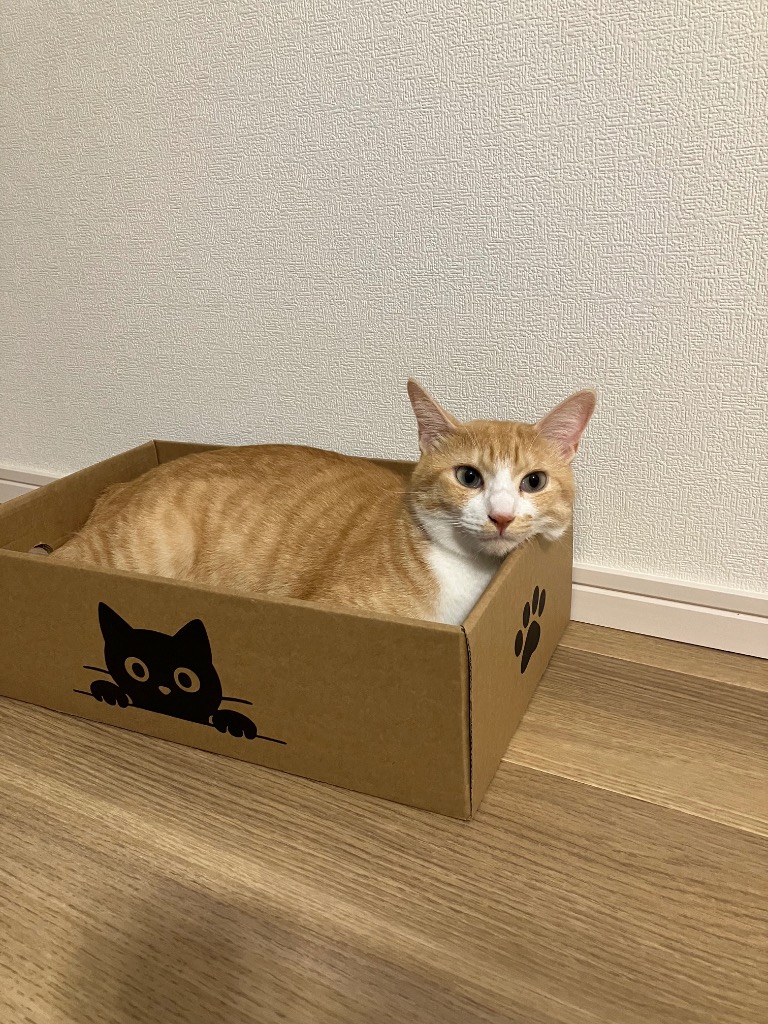 全体のレビュー画像 | 6-0