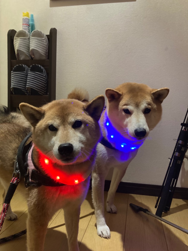 全体のレビュー画像 | 2-0