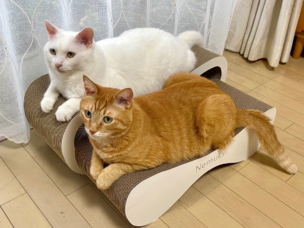 レビュー画像