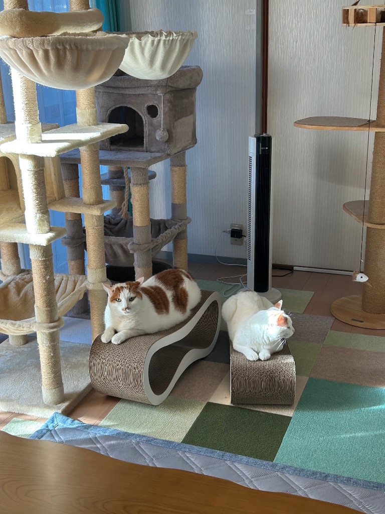 レビュー画像