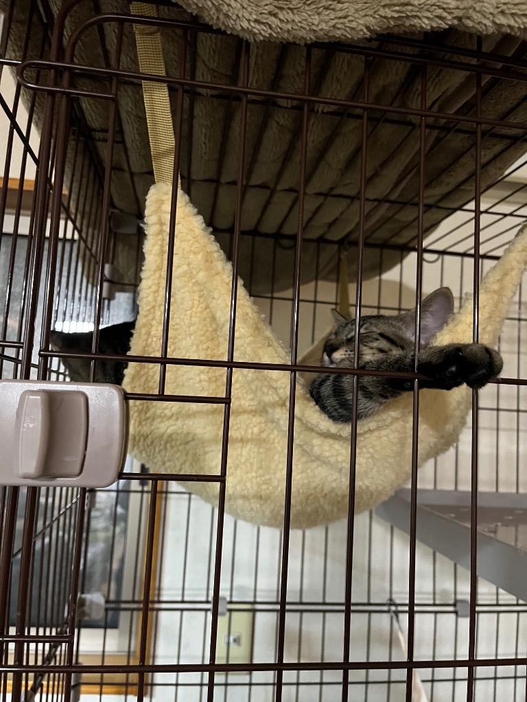 全体のレビュー画像 | 1-0