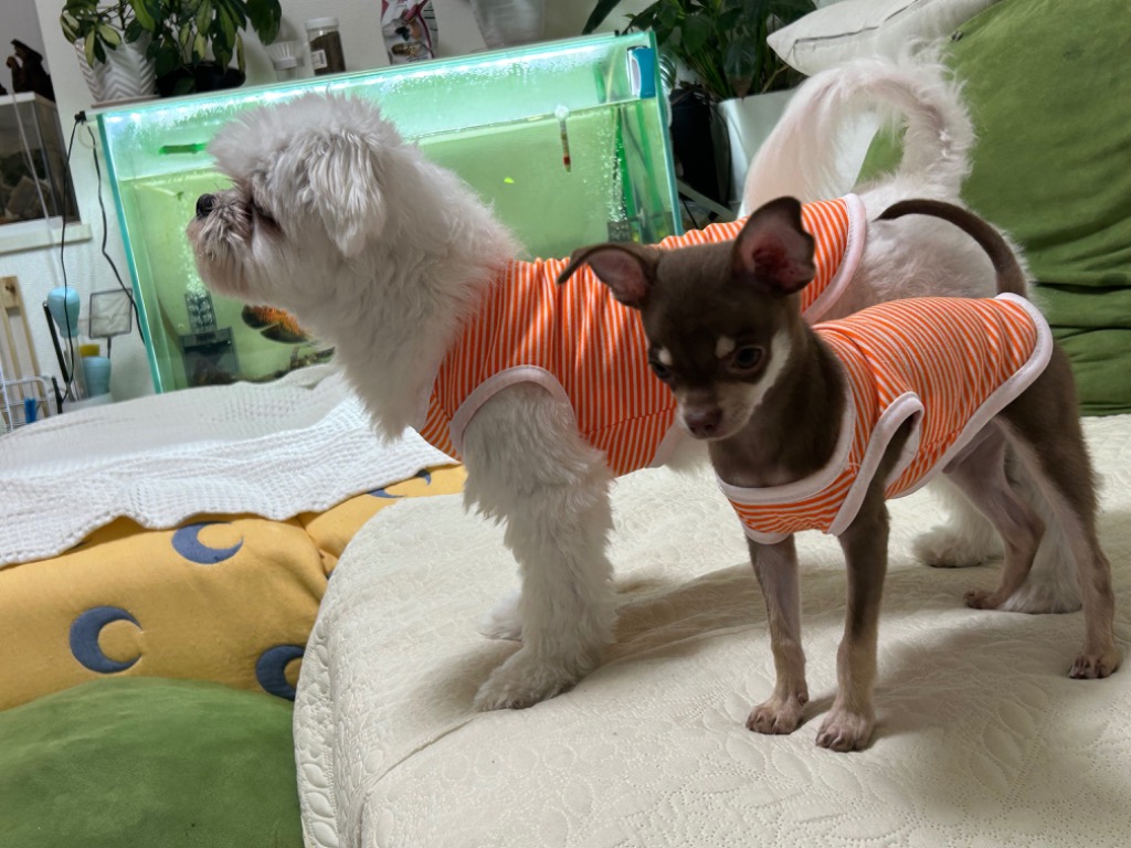 全体のレビュー画像 | 12-0