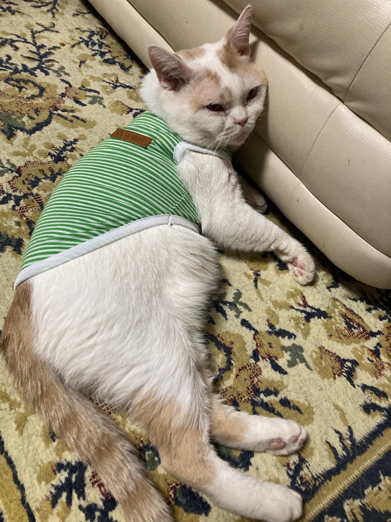 全体のレビュー画像 | 8-1