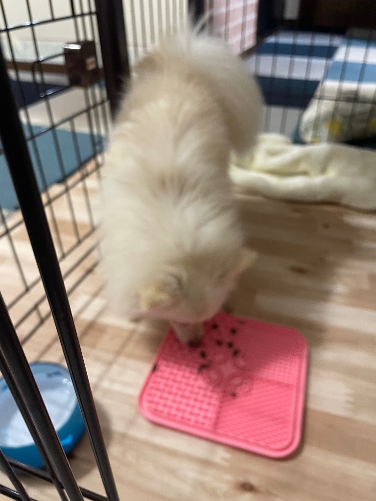 全体のレビュー画像 | 1-0