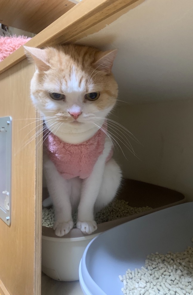 全体のレビュー画像 | 1-1