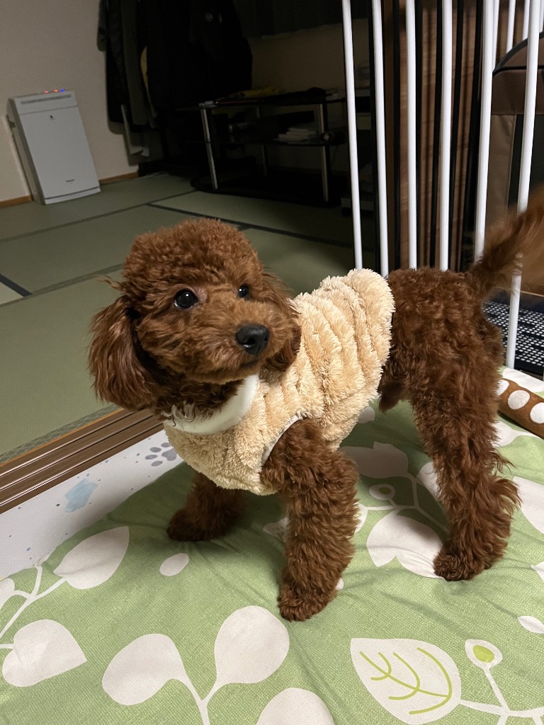 全体のレビュー画像 | 9-1