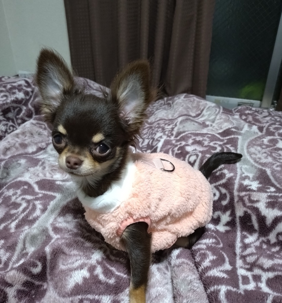 全体のレビュー画像 | 11-0