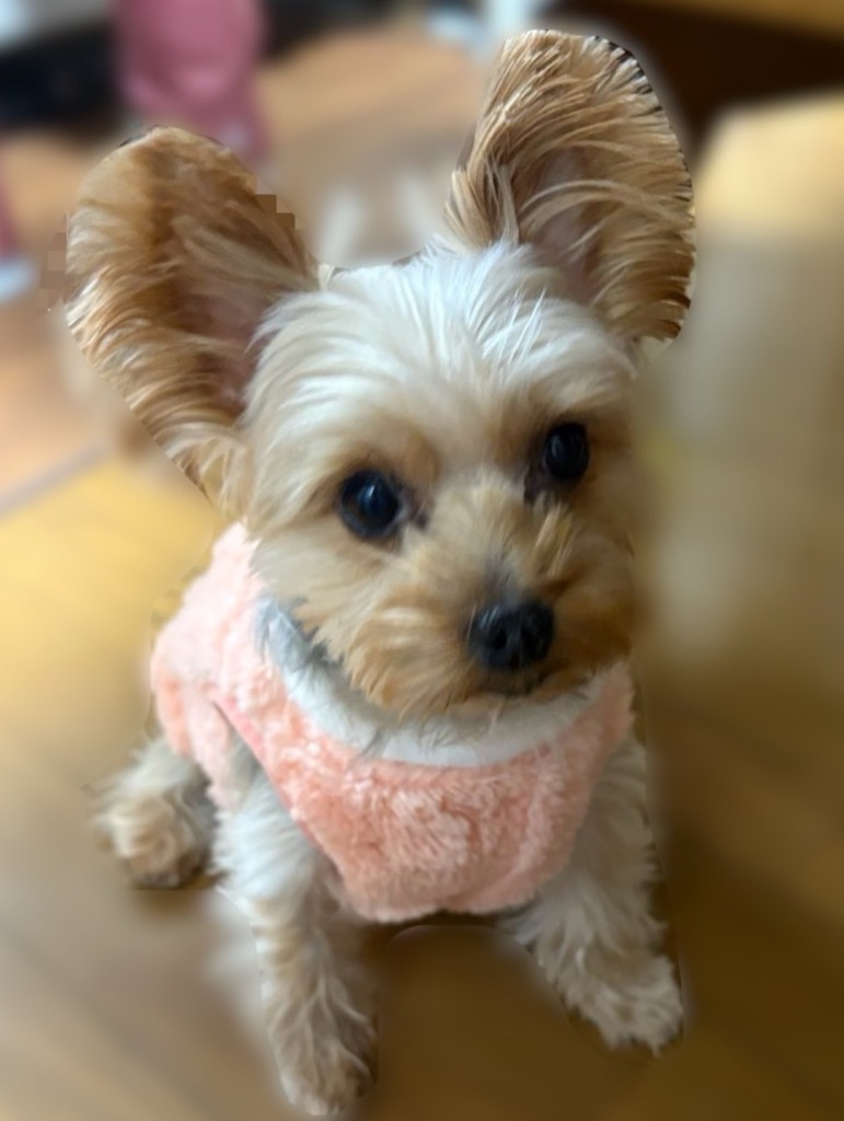 全体のレビュー画像 | 4-0