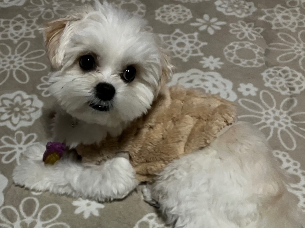 全体のレビュー画像 | 0-0