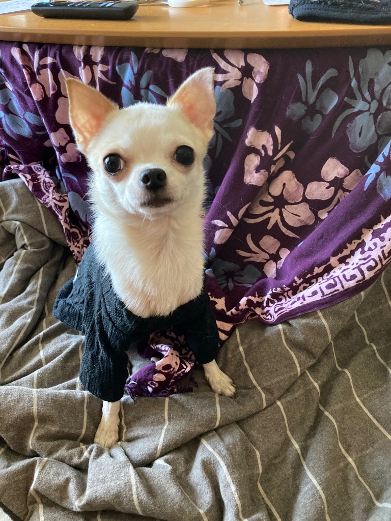 全体のレビュー画像 | 1-0