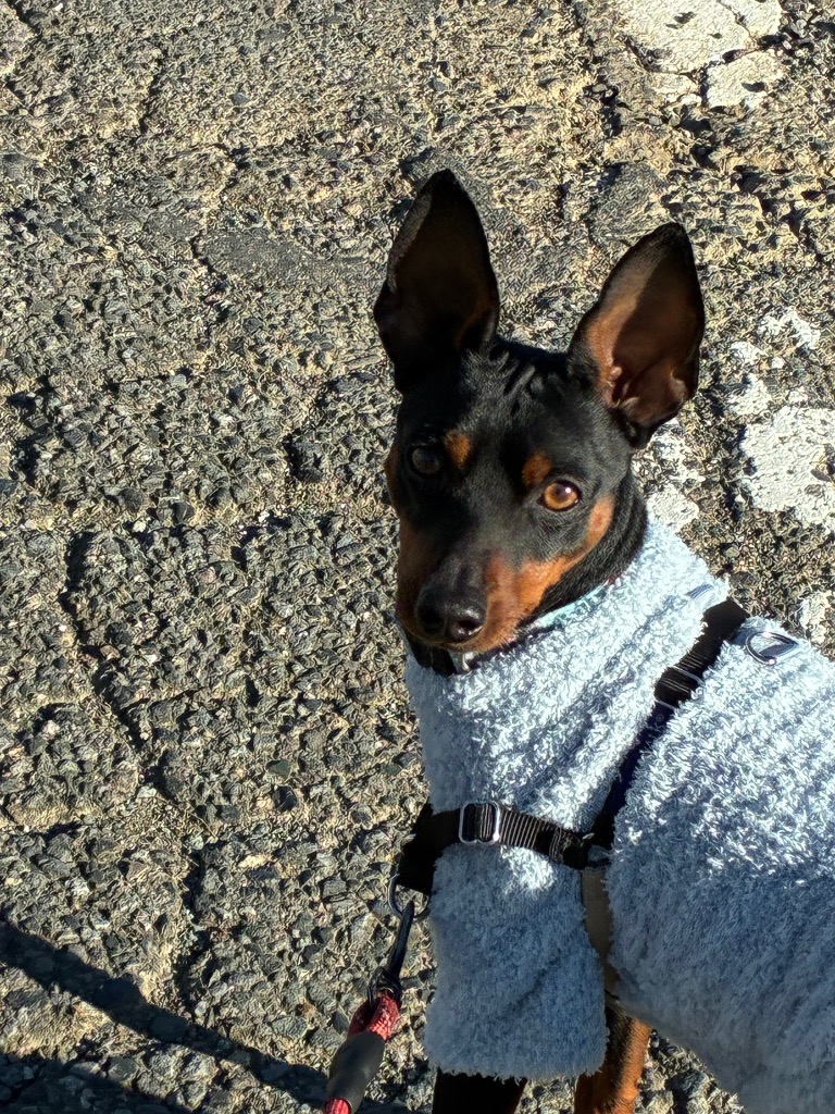 全体のレビュー画像 | 5-0