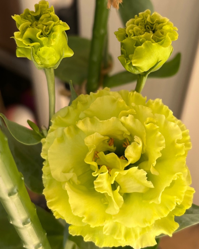 1件目のレビュー画像 | 1