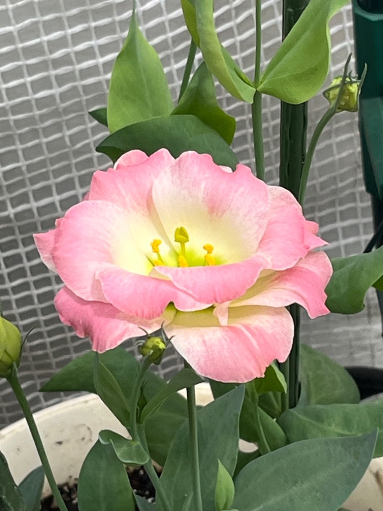 1件目のレビュー画像 | 2