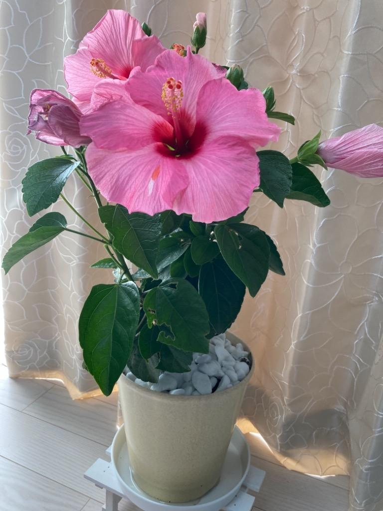 1件目のレビュー画像 | 0