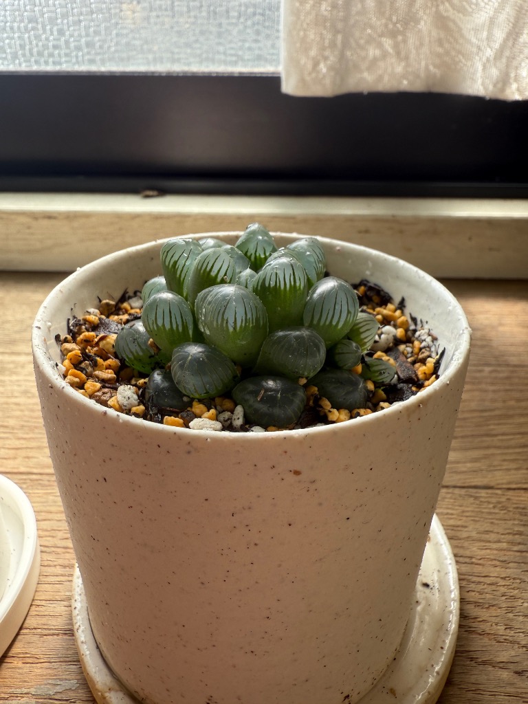 全体のレビュー画像 | 0-0