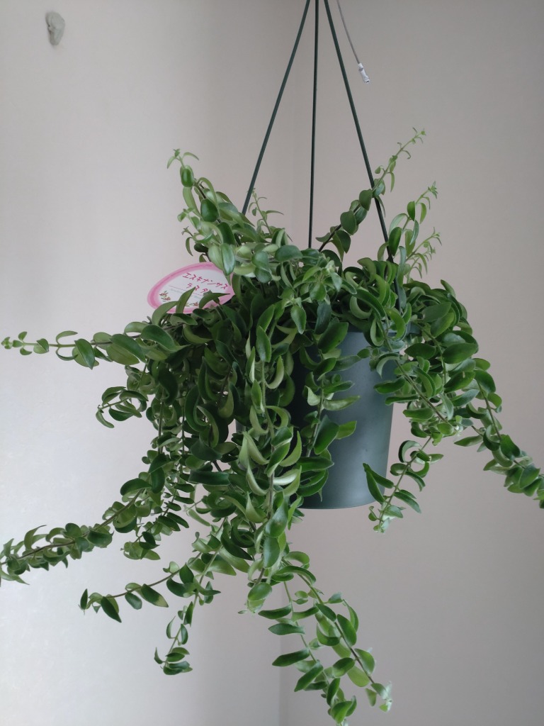 1件目のレビュー画像 | 0