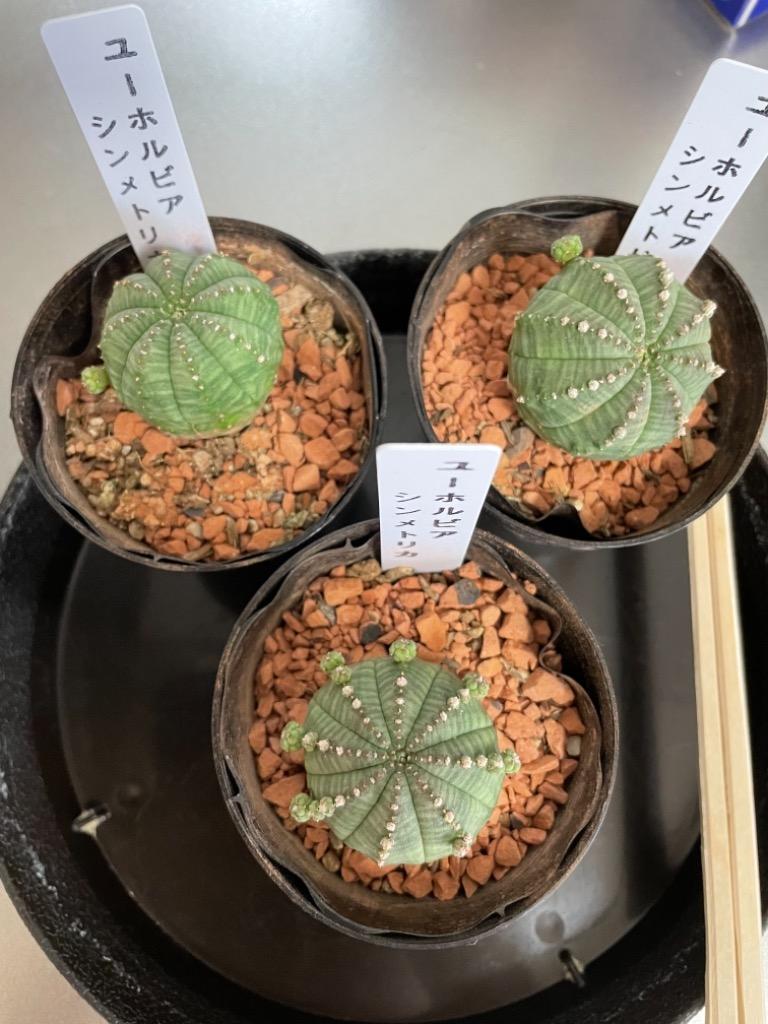 全体のレビュー画像 | 0-0