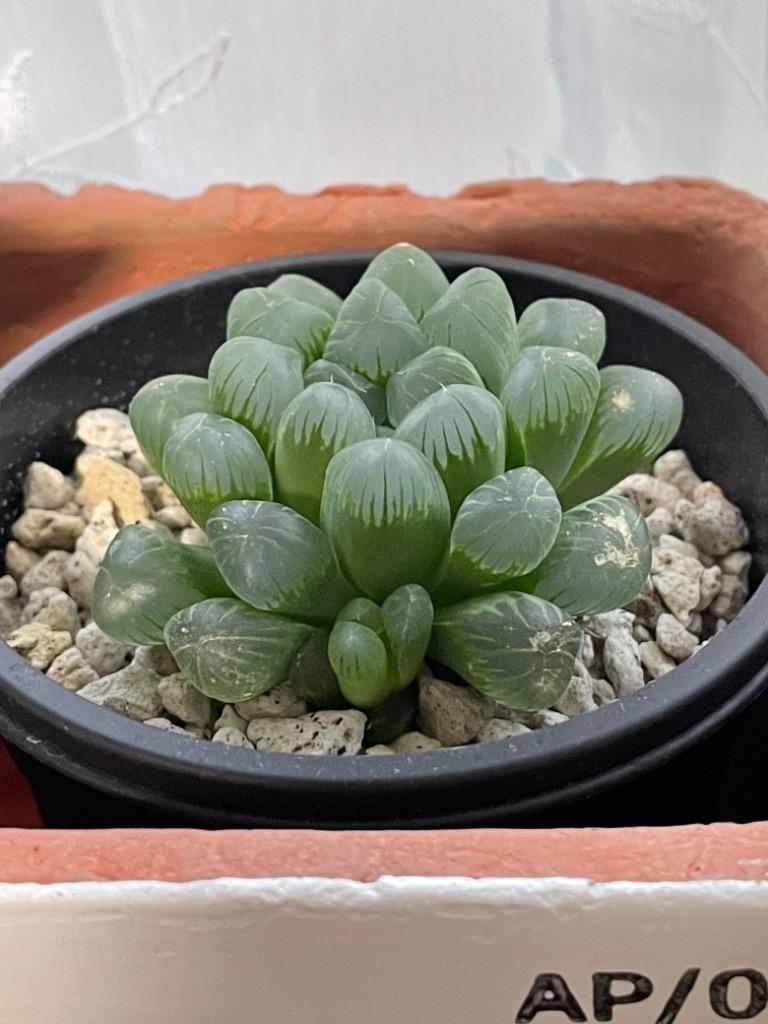 全体のレビュー画像 | 4-0