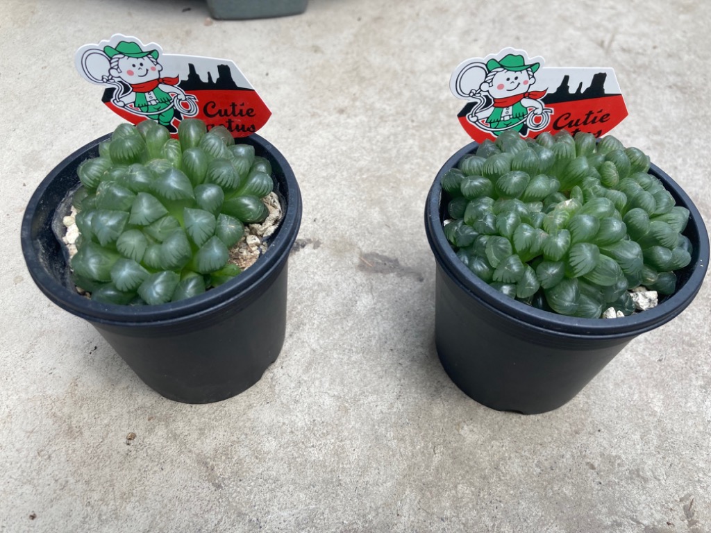 全体のレビュー画像 | 0-0