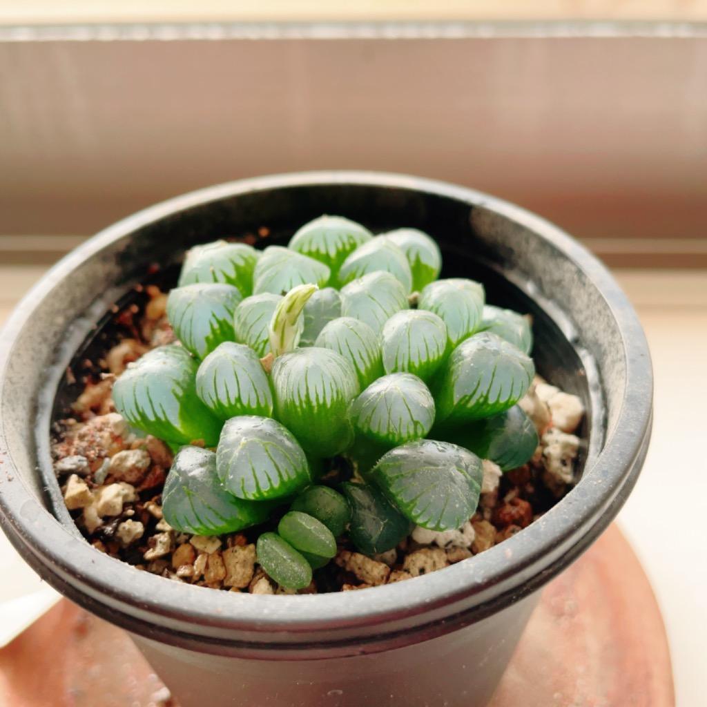 全体のレビュー画像 | 2-1