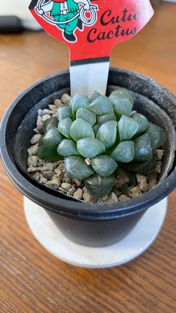 全体のレビュー画像 | 1-0