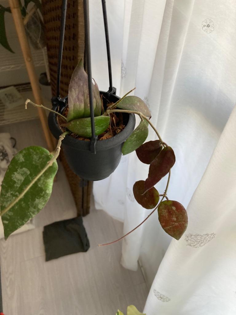 全体のレビュー画像 | 1-0