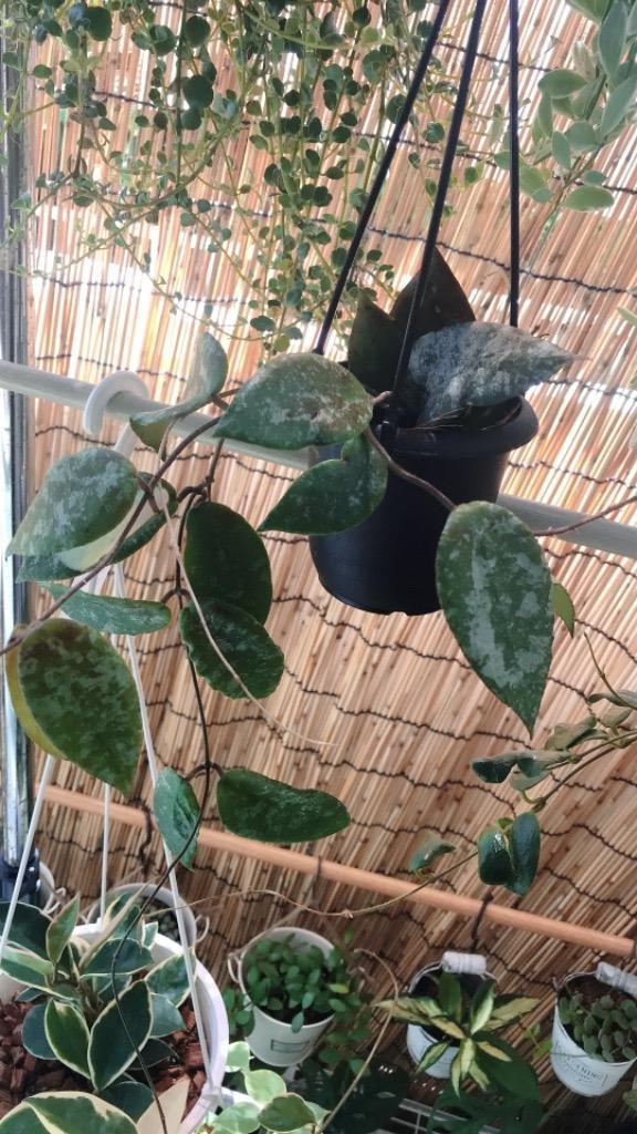 全体のレビュー画像 | 5-0