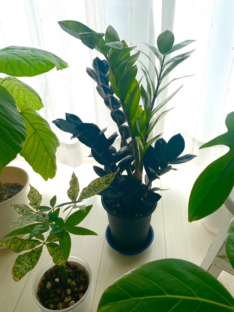 1件目のレビュー画像 | 1