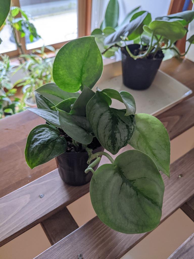 観葉植物 スキンダプサス プラチナム 3号ロングポット scindapsus