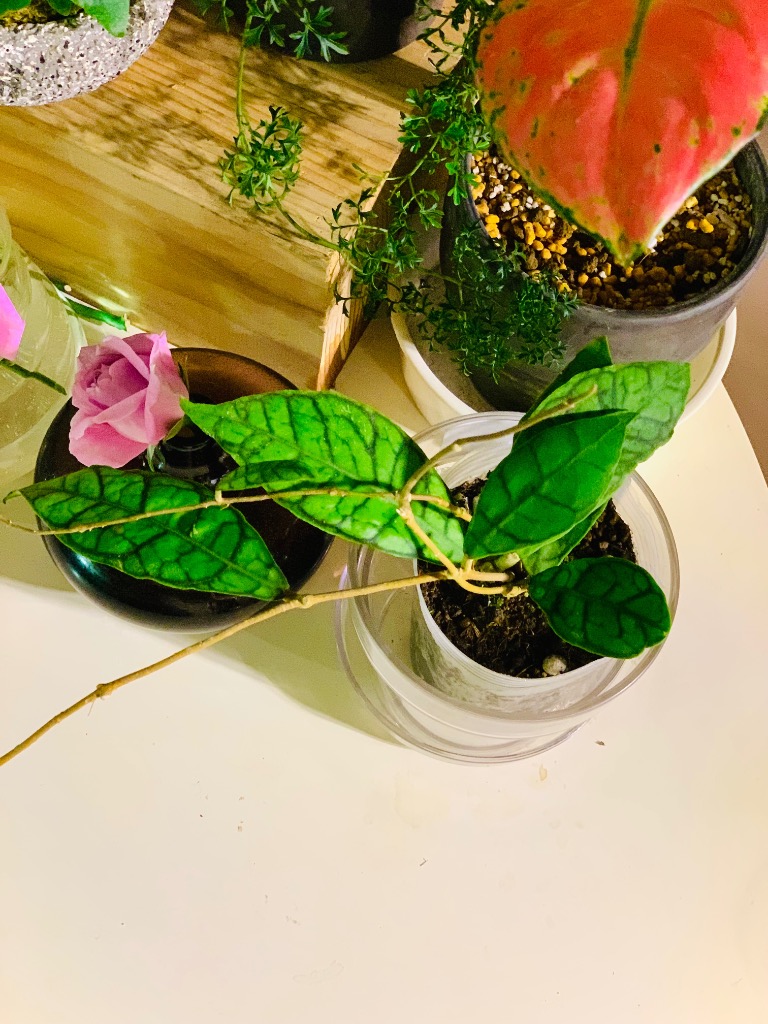 個体おまかせ価格】ホヤ(サクララン) カリストフィラ 3号ロングポット